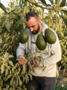 شتلات أفوكادو - انشاء مزارع افوكادو - تاسيس مزارع افوكادو - الأفوكادو إستثمار المستقبل -