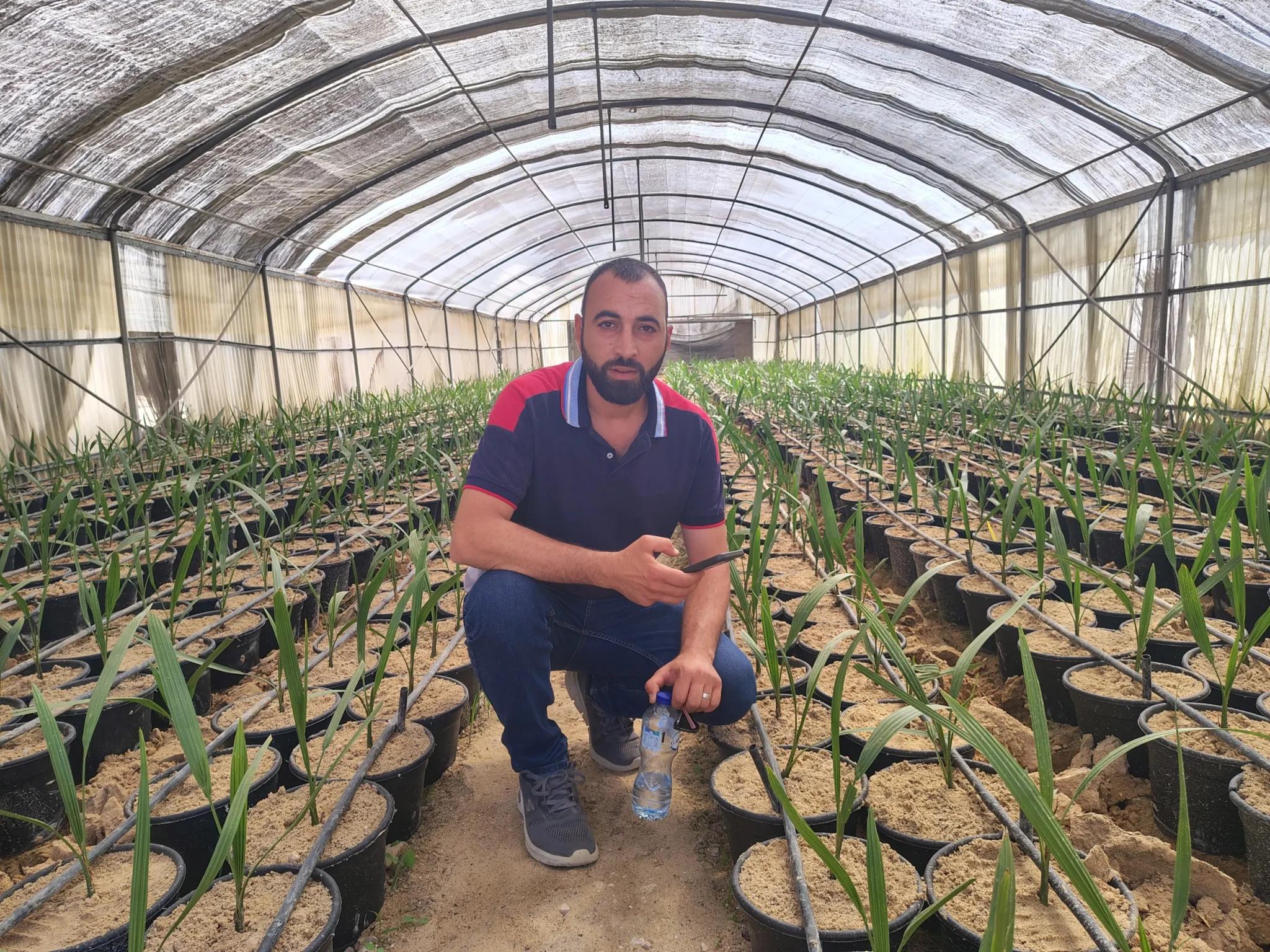 نخيل برحي DPD إنجليزي في مصر - زراعة نخيل برحي DPD - فسائل برحي عالية الجودة - أنسجة مجدول في مصر - فسائل مجدول للمزارع - نخيل مجدول عالي الإنتاج - تأسيس مزارع نخيل في مصر - انسجة النخيل في مصر - انسجة نخيل للبيع - فسائل النخيل - فسائل النخيل في مصر - فسائل نخيل للبيع - اوروجرين لانسجة النخيل